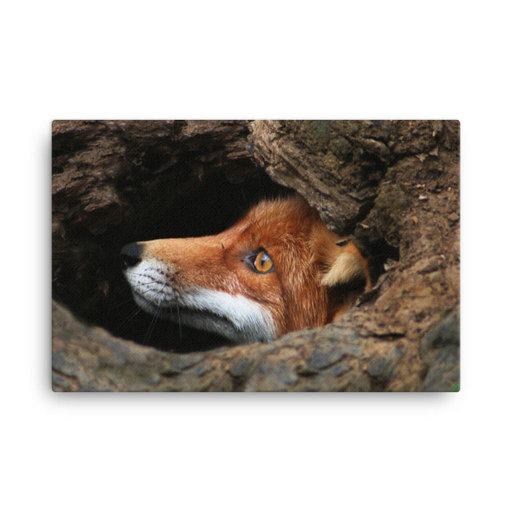 Red Fox Face in Stump Of Tree Animal Wildlife Nature Photograph Canvas Wall Art Prints