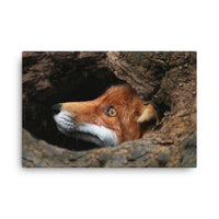 Red Fox Face in Stump Of Tree Animal Wildlife Nature Photograph Canvas Wall Art Prints