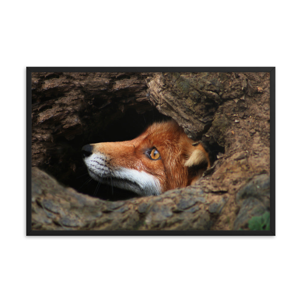 Red Fox Face in Stump Of Tree Animal Wildlife Nature Photograph Framed Wall Art Prints