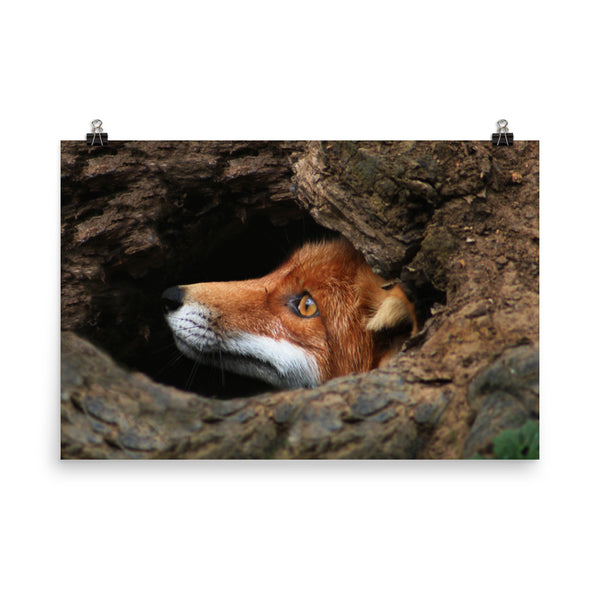 Red Fox Face in Stump Of Tree Animal Wildlife Nature Photograph Loose Wall Art Print