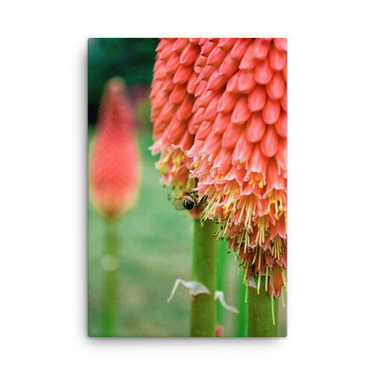 Red Hot Pokers Floral Botanical Nature Photo Canvas Wall Art Prints