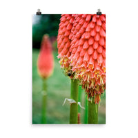 Red Hot Pokers Floral Nature Photo Loose Unframed Wall Art Prints - PIPAFINEART