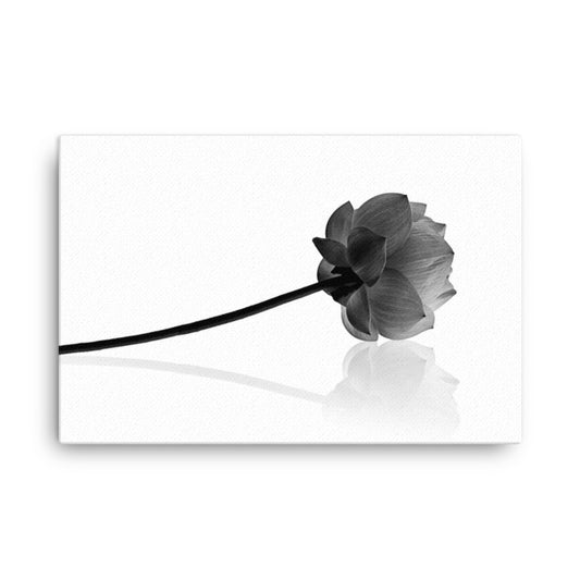 Resting Lotus Flower Black & White Floral Botanical Nature Photo Canvas Wall Decorating Art Print