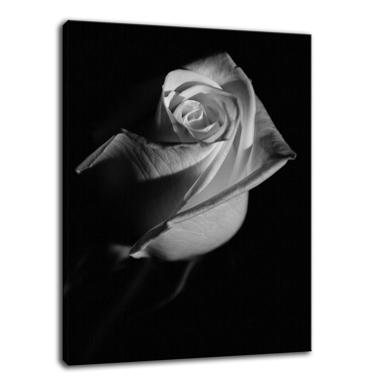 Rose on Black Black & White Nature / Floral Photo Fine Art Canvas Wall Art Prints  - PIPAFINEART