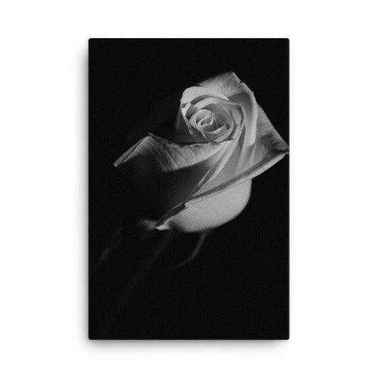 Rose on Black Black and White Floral Botanical Nature Photo Canvas Wall Art Prints