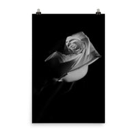 Rose on Black Black and White Floral Nature Photo Loose Unframed Wall Art Prints - PIPAFINEART