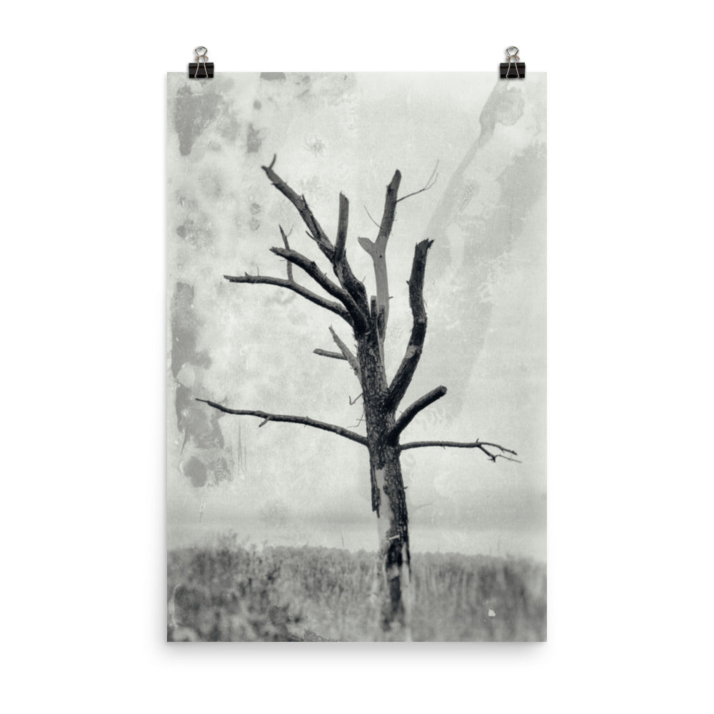 Rotting Away Alone Black and White Botanical Nature Photo Loose Unframed Wall Art Prints - PIPAFINEART