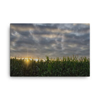 Rows of Corn Rural Landscape Canvas Wall Art Prints