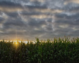 Rows of Corn Landscape Photo DIY Wall Decor Instant Download Print - Printable  - PIPAFINEART
