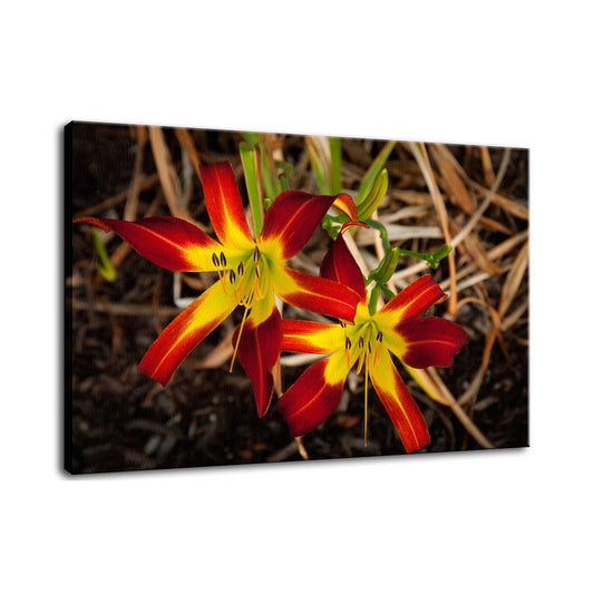 Royal Sunset Lily Nature / Floral Photo Fine Art Canvas Wall Art Prints  - PIPAFINEART
