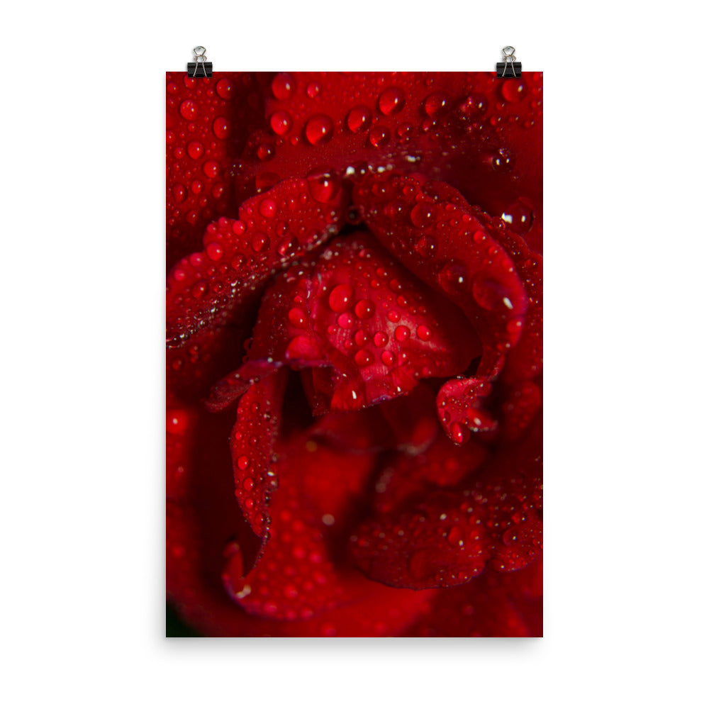 Royal Red Rose Floral Nature Photo Loose Unframed Wall Art Prints - PIPAFINEART