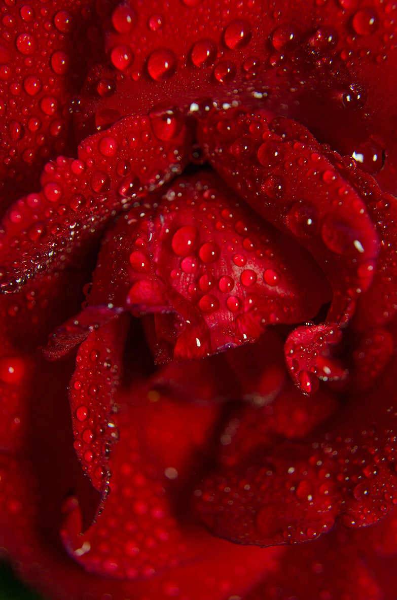 Royal Red Rose Nature / Floral Photo Fine Art Canvas Wall Art Prints  - PIPAFINEART