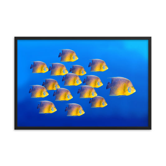 School of Tropical Coral Fish Angelfish Isolated in Blue Ocean Water Animal Wildlife Photograph Framed Wall Art Prints