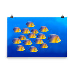 School of Tropical Coral Fish Angelfish Isolated In Blue Ocean Water Animal Wildlife Photograph Loose Wall Art Print