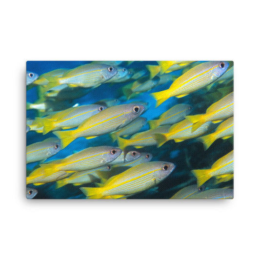 School of Yellow Tropical Fish in Blue Ocean Water Animal Wildlife Photograph Canvas Wall Art Print