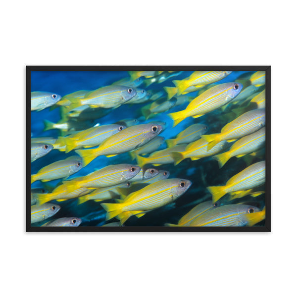School of Yellow Tropical Fish in Blue Ocean Water Animal Wildlife Photograph Framed Wall Art Print