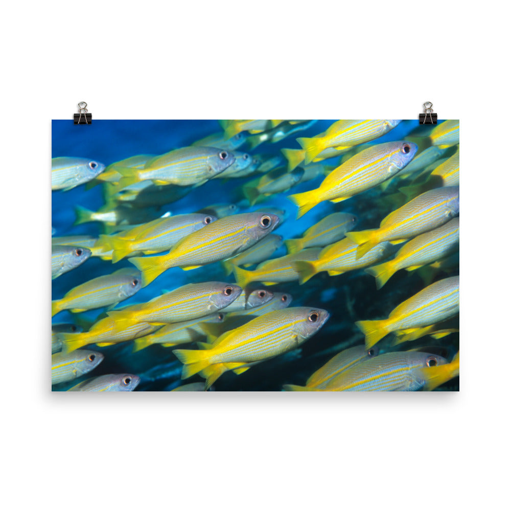 School of Yellow Tropical Fish in Blue Ocean Water Animal Wildlife Photograph Loose Wall Art Print