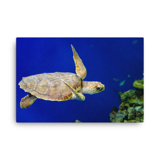 Sea Turtle 1 Animal / Wildlife Photograph Canvas Wall Art Prints