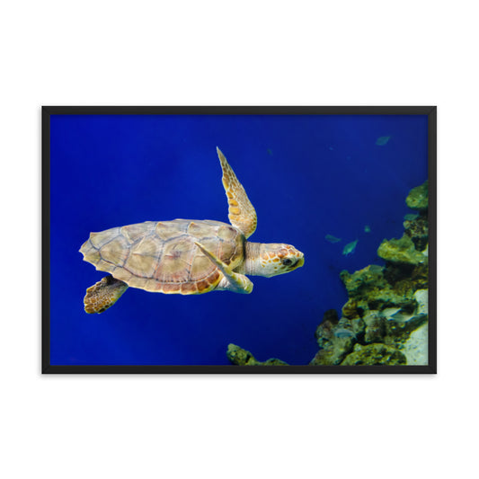 Sea Turtle 1 Animal Wildlife Photograph Framed Wall Art Prints