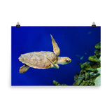 Sea Turtle 1 Loose Wall Art Print