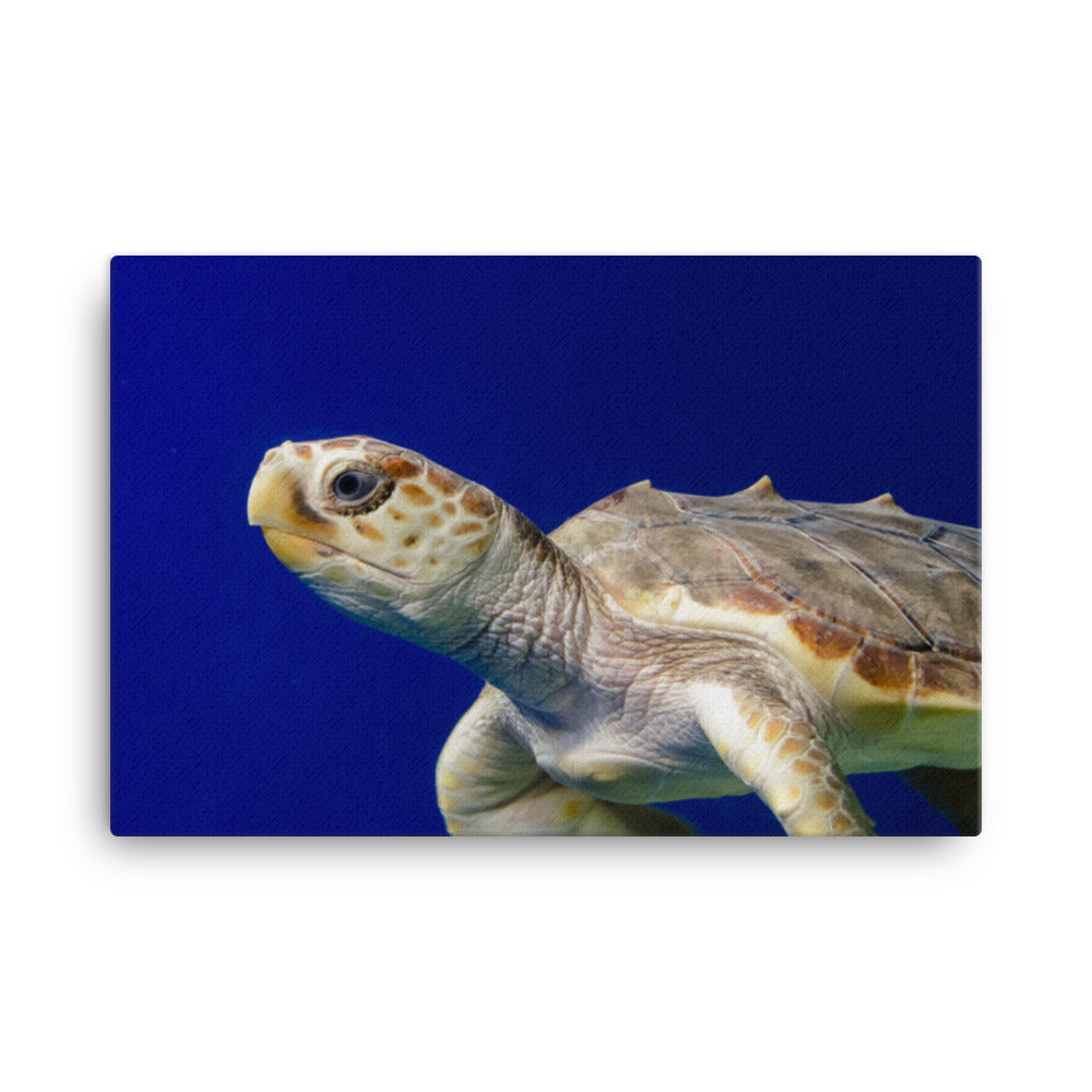 Sea Turtle 2 Animal / Wildlife Photograph Canvas Wall Art Prints