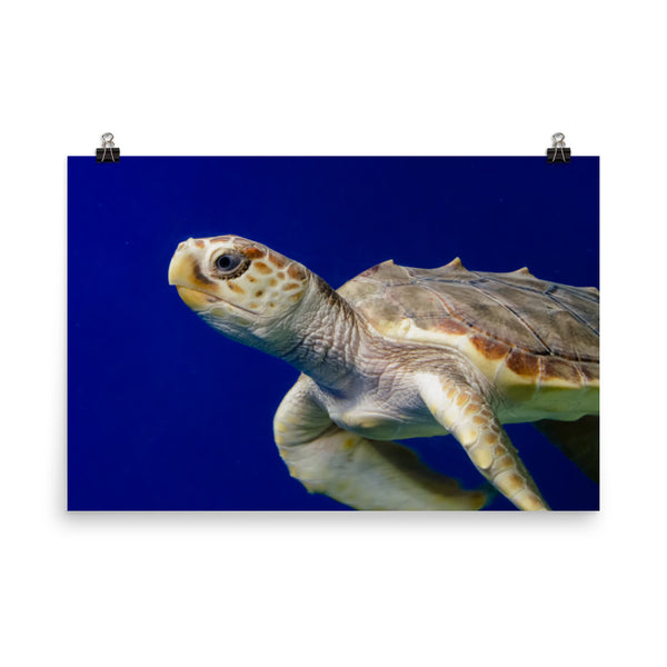 Sea Turtle 2 Loose Wall Art Print