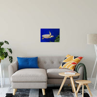 Sea Turtle 1 Animal / Wildlife Photograph Fine Art Canvas & Unframed Wall Art Prints 16" x 20" / Canvas Fine Art - PIPAFINEART