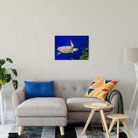 Sea Turtle 1 Animal / Wildlife Photograph Fine Art Canvas & Unframed Wall Art Prints 20" x 24" / Canvas Fine Art - PIPAFINEART
