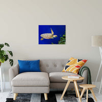 Sea Turtle 1 Animal / Wildlife Photograph Fine Art Canvas & Unframed Wall Art Prints 20" x 30" / Canvas Fine Art - PIPAFINEART