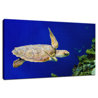 Sea Turtle 1 Animal / Wildlife Photograph Fine Art Canvas & Unframed Wall Art Prints  - PIPAFINEART