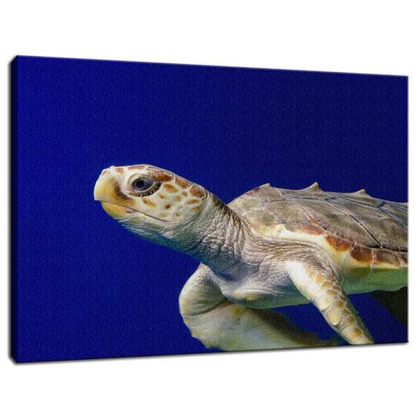Sea Turtle 2 Animal / Wildlife Photograph Fine Art Canvas & Unframed Wall Art Prints  - PIPAFINEART