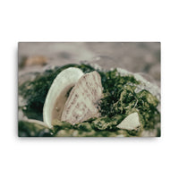 Seaweed and Shells Coastal Nature Canvas Wall Art Prints