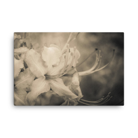 Sepia Aged Rhododendron Blooms Floral Botanical Nature Photo Canvas Wall Art Prints