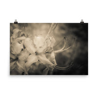Sepia Aged Rhododendron Blooms Floral Nature Photo Loose Unframed Wall Art Prints - PIPAFINEART