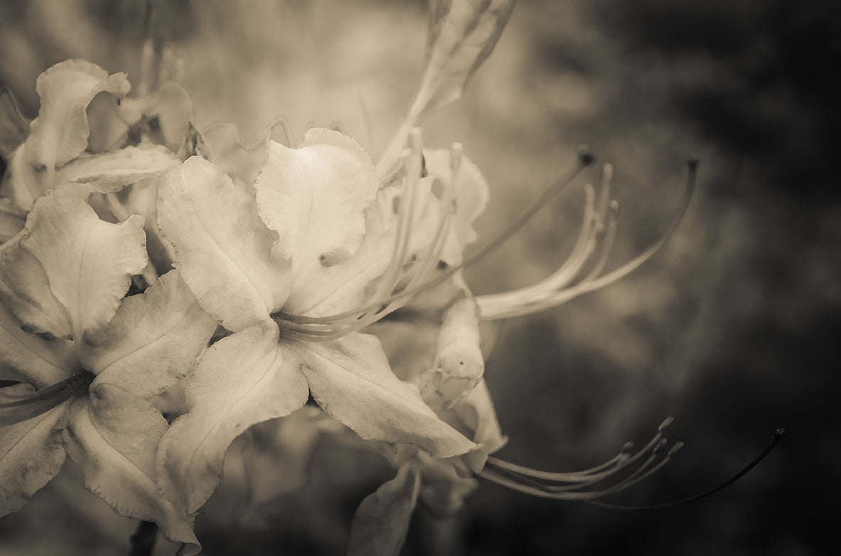 Sepia Aged Rhododendron Blooms Nature / Floral Photo Fine Art Canvas Wall Art Prints  - PIPAFINEART