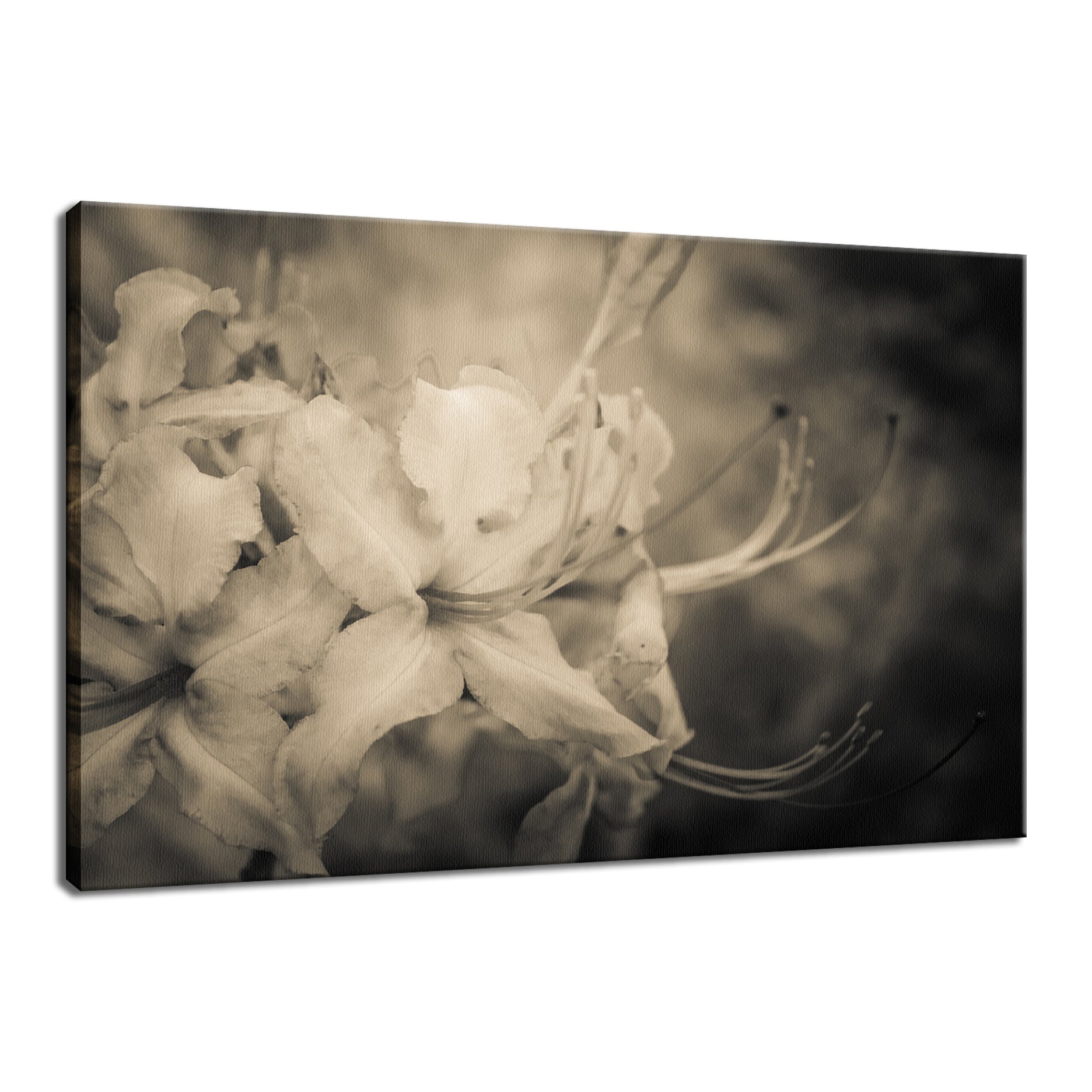 Sepia Aged Rhododendron Blooms Nature / Floral Photo Fine Art Canvas Wall Art Prints  - PIPAFINEART