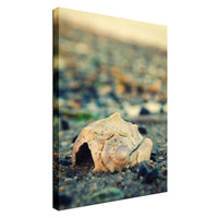 Shell at Bowers Beach Nature / Coastal Photo Fine Art Canvas Wall Art Prints  - PIPAFINEART