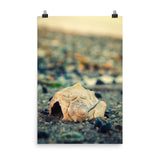 Shell at Bowers 2 Coastal Nature Photo Loose Unframed Wall Art Prints - PIPAFINEART