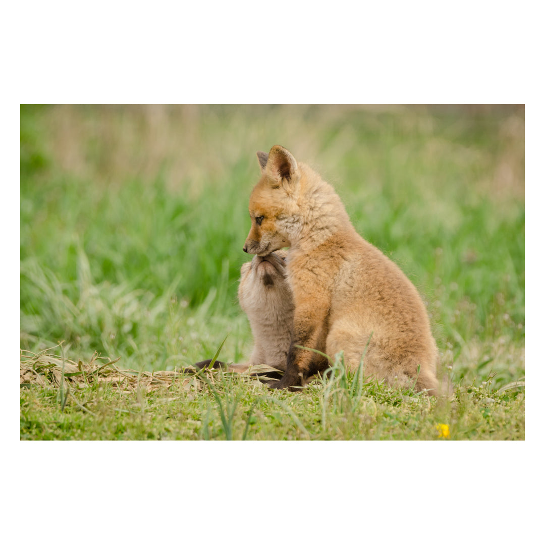 Sibling Kisses - Baby Red Fox Animal / Wildlife Photograph Fine Art Canvas & Unframed Wall Art Prints  - PIPAFINEART