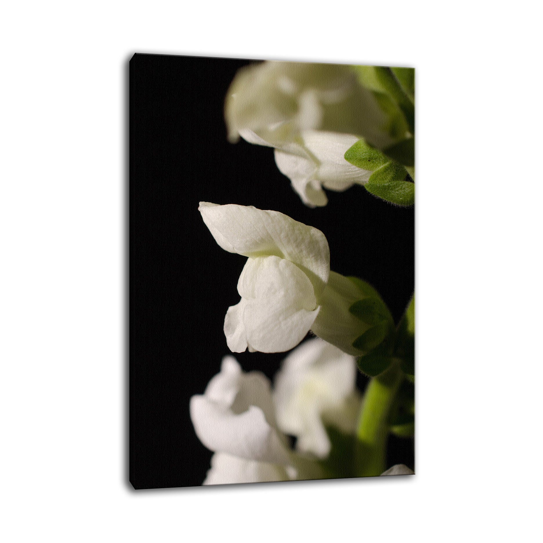 Single Snapdragon Bloom Against Black Nature / Floral Photo Fine Art Canvas Wall Art Prints  - PIPAFINEART