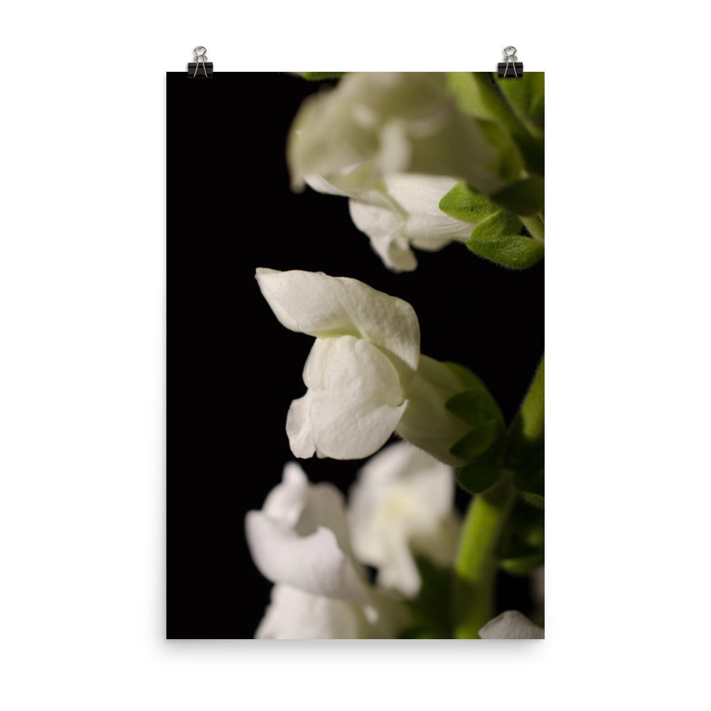 Single Snapdragon Bloom Floral Nature Photo Loose Unframed Wall Art Prints - PIPAFINEART