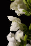 Single Snapdragon Bloom on Black Floral Nature Photo DIY Wall Decor Instant Download Print - Printable  - PIPAFINEART