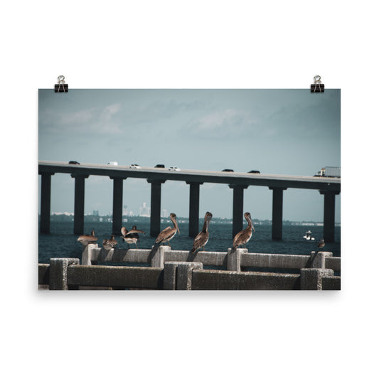 Skyway Bridge & Bob's Pelican Friends - Bird / Animal / Wildlife Photograph Loose Wall Art Print