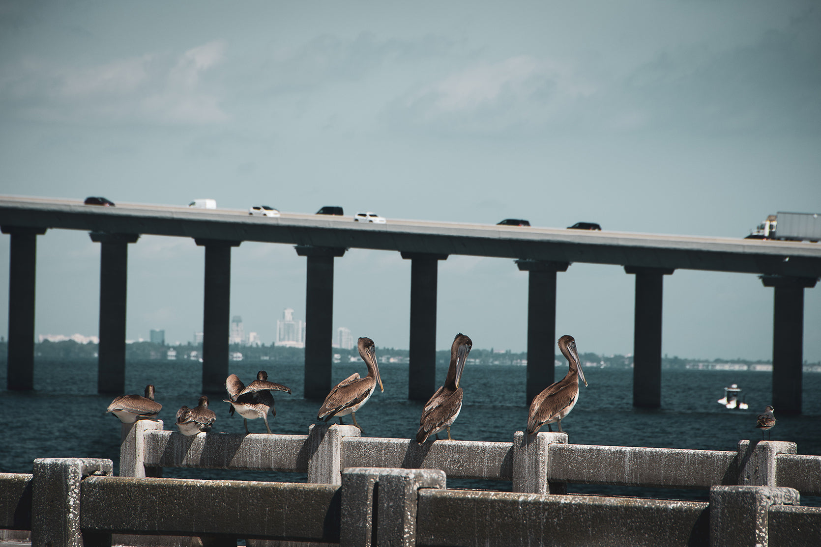 Skyway Bridge & Bob's Pelican Friends Wildlife Photo Fine Art Canvas & Unframed Wall Art Prints  - PIPAFINEART