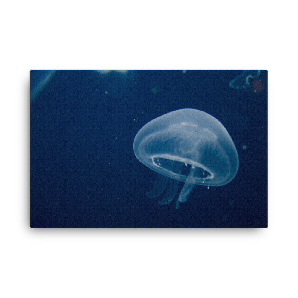 Small Blue Jelly Animal / Wildlife Photograph Canvas Wall Art Prints