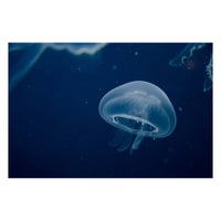 Small Blue Jelly Animal / Wildlife Photograph Fine Art Canvas & Unframed Wall Art Prints  - PIPAFINEART