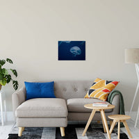 Small Blue Jelly Animal / Wildlife Photograph Fine Art Canvas & Unframed Wall Art Prints 16" x 20" / Canvas Fine Art - PIPAFINEART