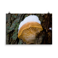 Snow Fungus Botanical Nature Photo Loose Unframed Wall Art Prints - PIPAFINEART