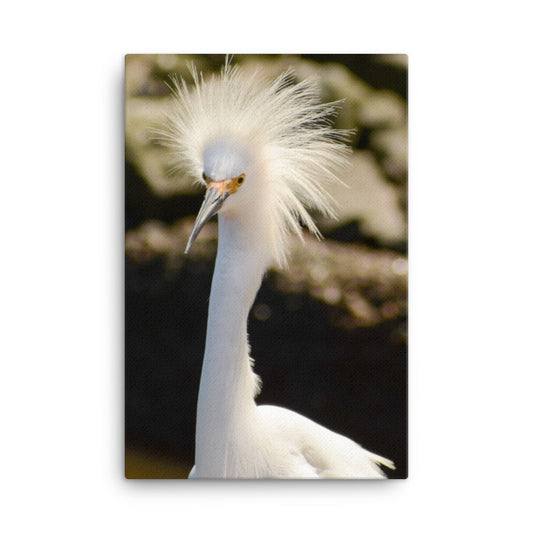 Snowy Egret Animal / Wildlife Photograph Canvas Wall Art Prints