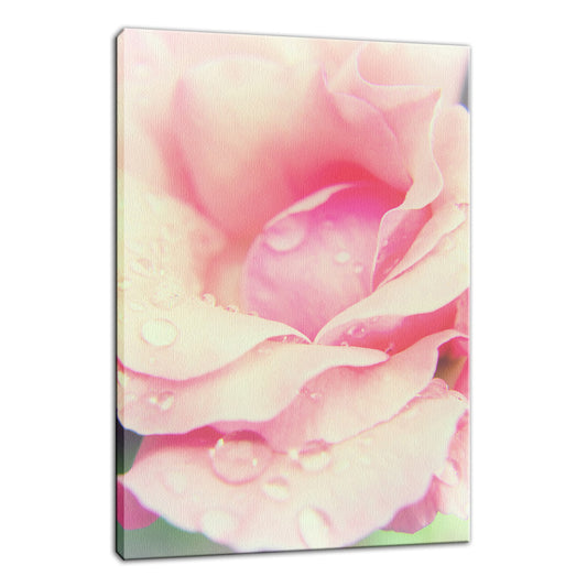 Softened Rose Nature / Floral Photo Fine Art Canvas Wall Art Prints  - PIPAFINEART